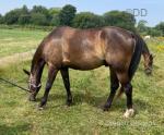 15.1hh Driving Gelding