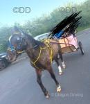 12.3hh Driving Mare with Cart & Harness