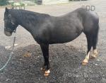 12.3hh Driving Mare with Cart & Harness