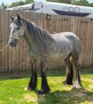 2 Year Old Filly