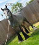 2 Year Old Filly