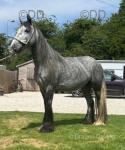 2 Year Old Filly