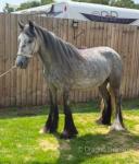 2 Year Old Filly