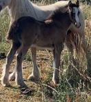 Colt Foal