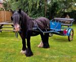 Rolo, 13.1hh Driving Gelding