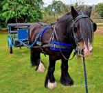 Rolo, 13.1hh Driving Gelding
