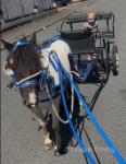 Bella, 9hh Shetland Driving Mare