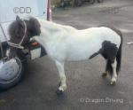 Bella, 9hh Shetland Driving Mare