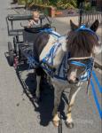 Bella, 9hh Shetland Driving Mare