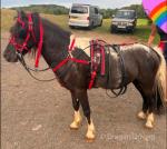 Tommy, 10hh Ride & Drive Gelding