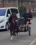 Tommy, 10hh Ride & Drive Gelding