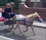 Millie, a five year old ride and drive Shetland mare. Millie, a five year old ride and drive Shetland mare.