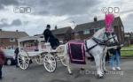 Pair of grey mares, 12 years old. These mares have worked together for eight years doing weddings and funerals. Pair of grey mares, 12 years old. These mares have worked together for eight years doing weddings and funerals.