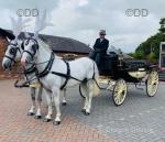 15.2hh Driving Mares