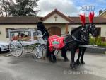 A pair of Friesian horses. They have been working together on a daily basis doing funerals and weddings for two years. A pair of Friesian horses. They have been working together on a daily basis doing funerals and weddings for two years.