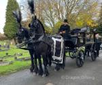 16.2hh Friesian Driving Stallion & Gelding