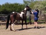 For sale, a half bred filly, 4 years old. 15hh. Driving only. For sale, a half bred filly, 4 years old. 15hh. Driving only.
