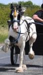 Sprit, a four year old stepping cob gelding. Bred by Marco who is by Million Dollar Bill back to a Diesel mare. Sprit, a four year old stepping cob gelding. Bred by Marco who is by Million Dollar Bill back to a Diesel mare.