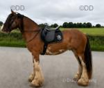 For sale, a 15.3hh 7 year old Clydesdale cross cob mare. A genuine, straightforward mare with a lovely temperament. She hacks alone or in company, schools well, has competed in dressage with placings, and is a pleasure to handle.
For sale, a 15.3hh 7 year old Clydesdale cross cob mare. A genuine, straightforward mare with a lovely temperament. She hacks alone or in company, schools well, has competed in dressage with placings, and is a pleasure to handle.