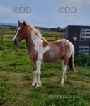Yearling Filly