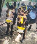 Riding Donkey Geldings