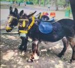 Riding Donkey Geldings