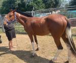 Ride & Drive Filly