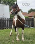 Maggie, 12hh Mare