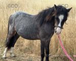 Yearling Filly