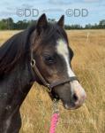 Yearling Filly