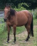 Masie, a 5 year old mare. 15.2hh-15.3hh. She is broken to ride and drive. Maisie is also good on the roads. She has recently had a coloured filly foal taken off her, so she will need bringing back into work which should not take much. Masie, a 5 year old mare. 15.2hh-15.3hh. She is broken to ride and drive. Maisie is also good on the roads. She has recently had a coloured filly foal taken off her, so she will need bringing back into work which should not take much.