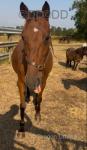 Maisie, 15.2hh Mare