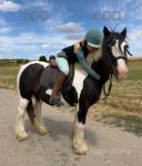 13.3hh Riding Mare