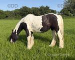 13.3hh Riding Mare