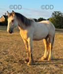 Yearling Colt