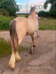 Yearling Colt