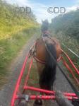 Parc Daniel, very flashy 7 year old registered Welsh section D gelding standing at 14.1hh. Daniel is an absolute perfect all rounder, currently ridden by a 14 year old going out regularly to show jumping comps, has been XC. He has recently been broken to drive and has taken to it like a duck to water. Parc Daniel, very flashy 7 year old registered Welsh section D gelding standing at 14.1hh. Daniel is an absolute perfect all rounder, currently ridden by a 14 year old going out regularly to show jumping comps, has been XC. He has recently been broken to drive and has taken to it like a duck to water.