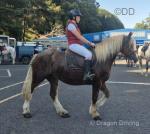 Peachy, the Irish cob that does it all, 15hh mare 5 years old. Peachy rides, drives, xc, show jumps, common rides, fun rides. She's strawberry roan with a gorgeous flaxen mane and tail. She's snaffle mouth, easy to lead, groom, catch, no stable vices. Peachy, the Irish cob that does it all, 15hh mare 5 years old. Peachy rides, drives, xc, show jumps, common rides, fun rides. She's strawberry roan with a gorgeous flaxen mane and tail. She's snaffle mouth, easy to lead, groom, catch, no stable vices.