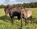 Yearling Colt