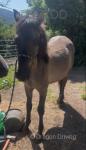 Yearling Colt