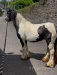 12.2hh Mare