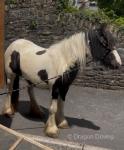 12.2hh Mare
