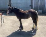 Filly