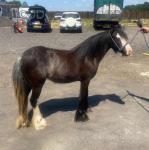 Filly