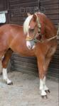 Maesllech Apollo, Yearling Colt 