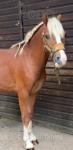 Maesllech Apollo, Yearling Colt 