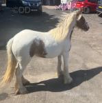 Filly