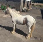 Filly
