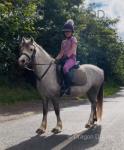 12hh Welsh Section A Riding Mare