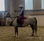 12hh Welsh Section A Riding Mare